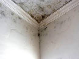  , UT Mold Remediation Pros